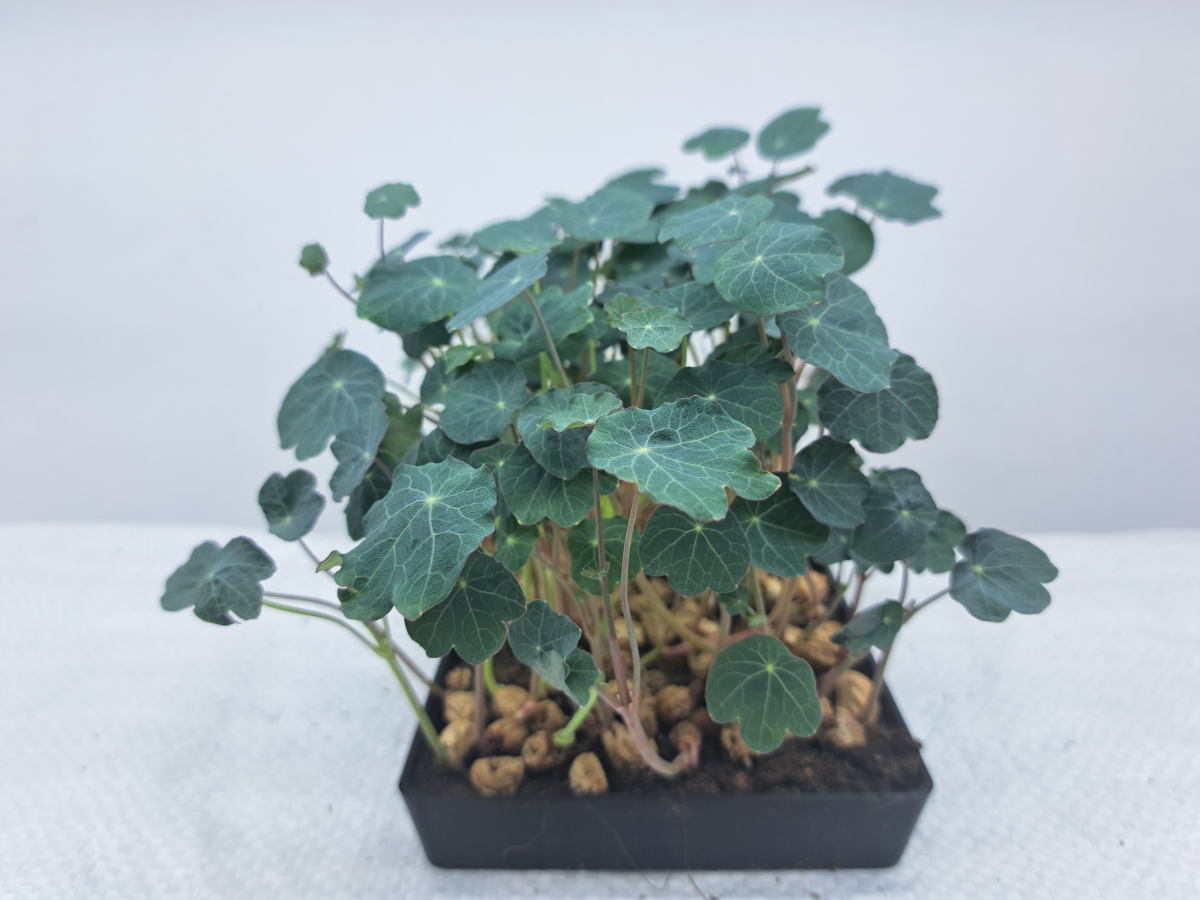 lichorerisnice microgreens seminka